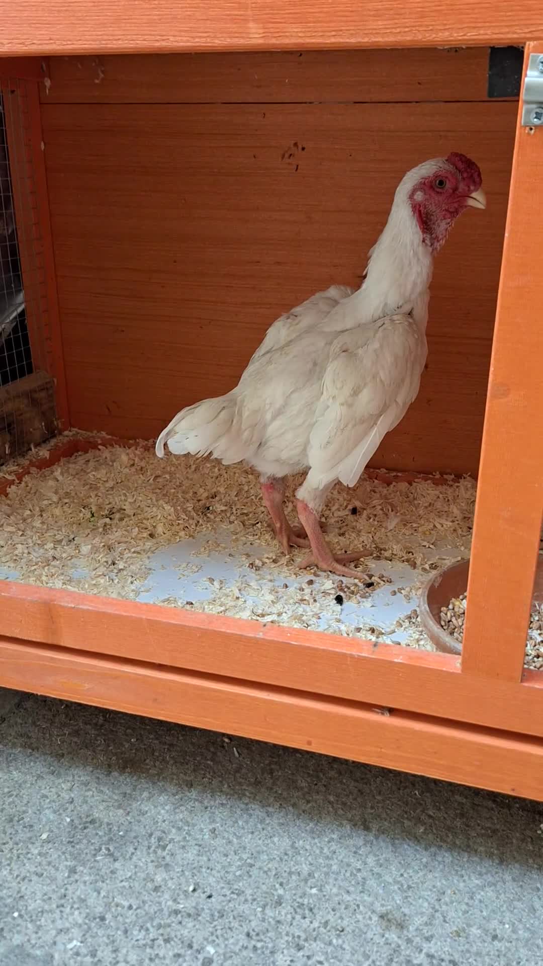 Chickens poultry for sale: Shamo pair ko - Video 1