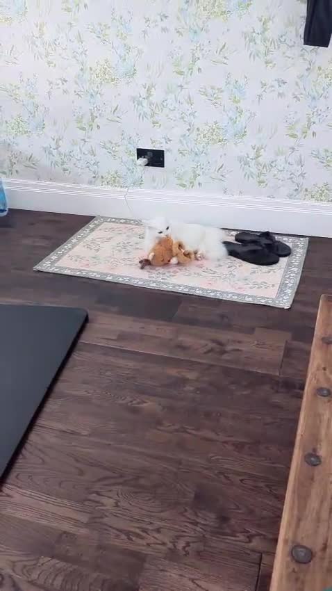 Ragdoll cats for sale: PRICE CAN BE ADJUSTED ragdoll kitten for sale  in Chessington - Video 5