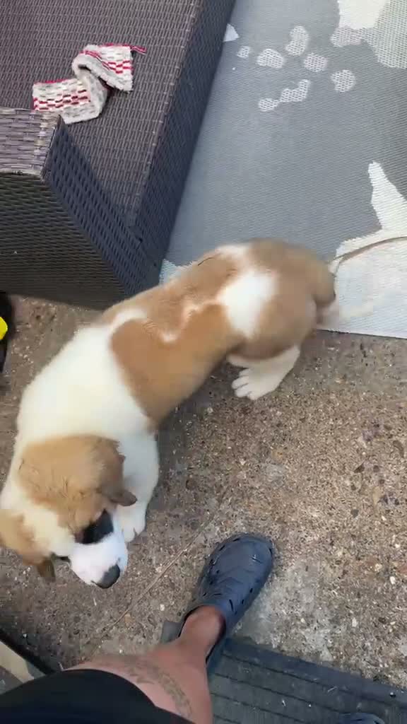 Saint Bernard dogs for sale: Saint Bernard  - Video 1