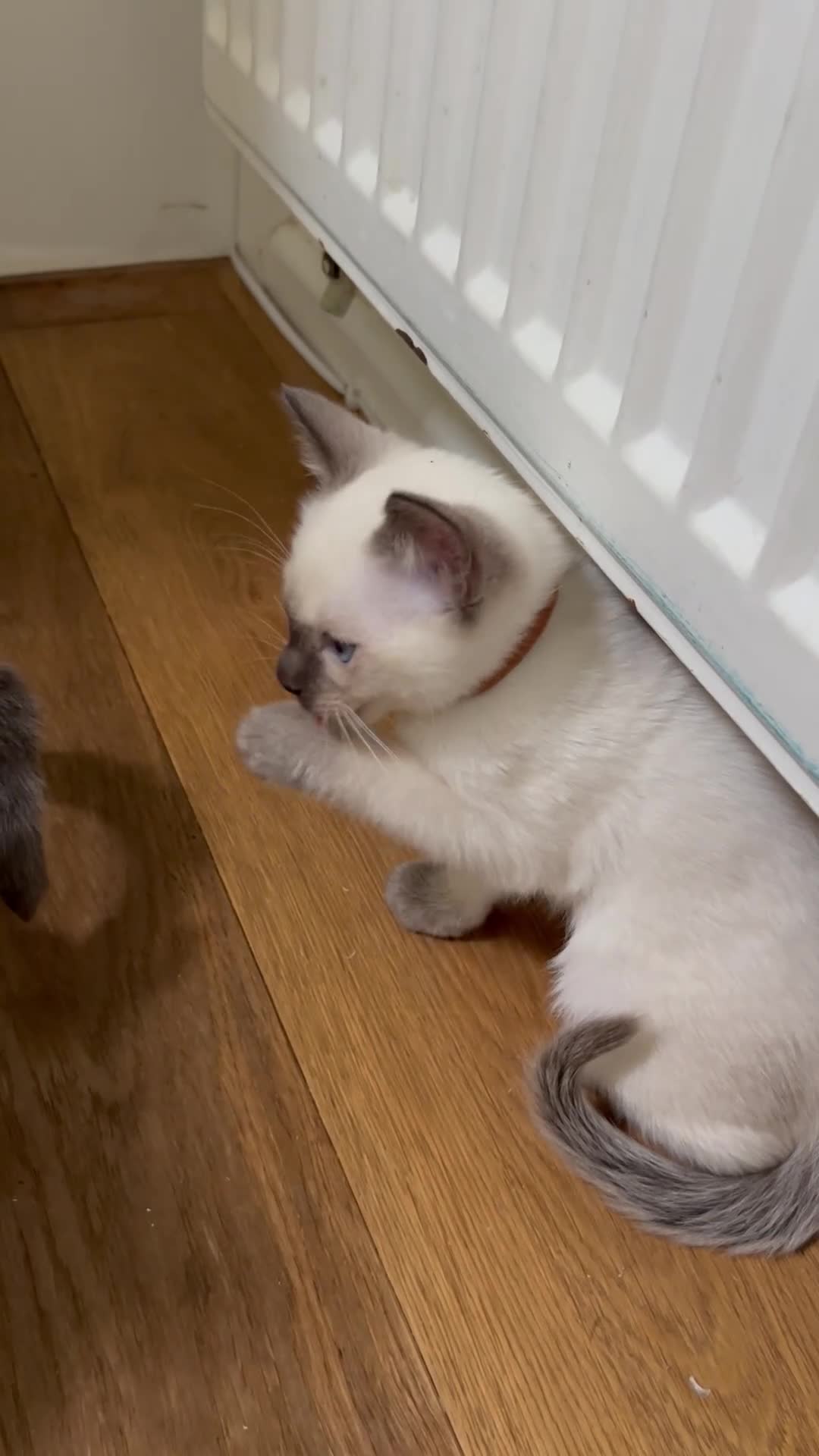 Siamese cats for sale: Orthodox Siamese - Video 2