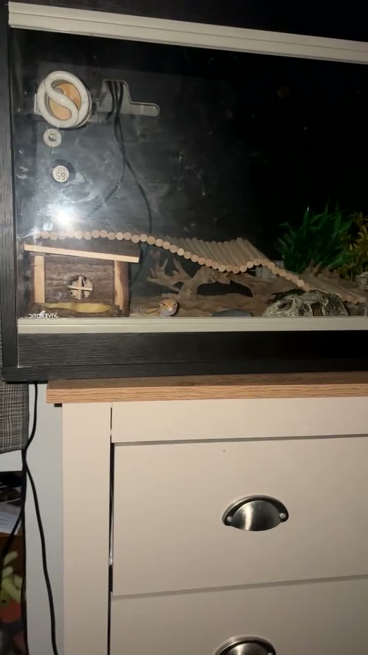 Leopard Gecko reptiles for sale: Albino Leopard Gecko in Penrith - Video 1