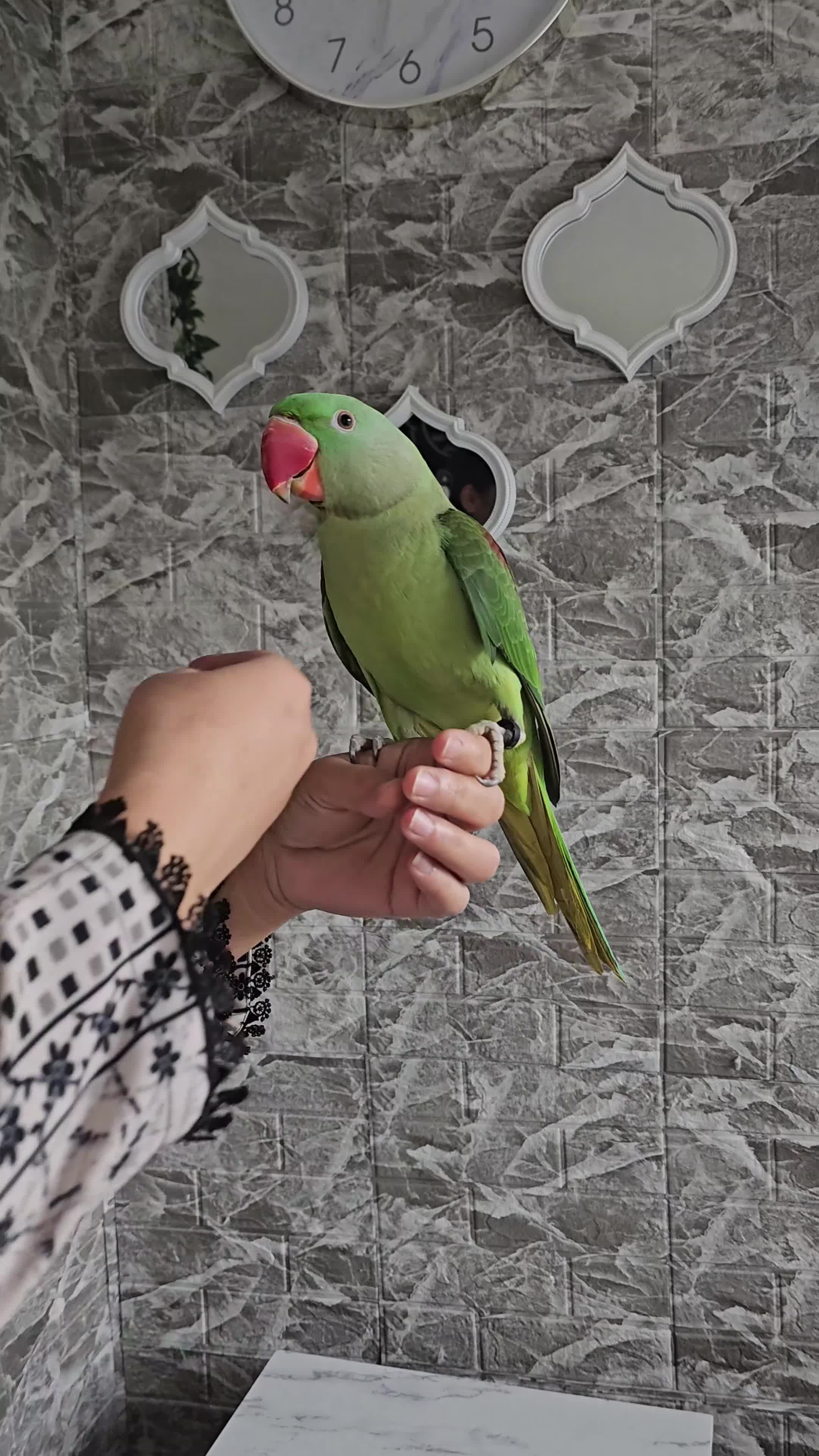 Parrots birds for sale: Alexandrine breeding pair, male baby, Finches pair - Video 4