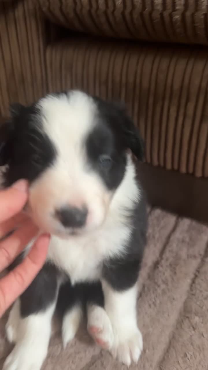 Border Collie dogs for sale: Border collie puppies for sale  - Video 3