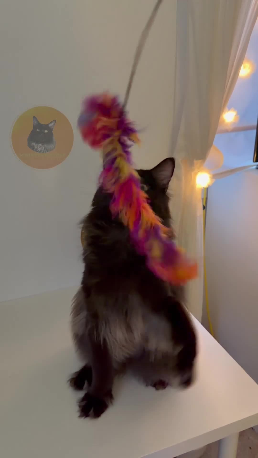 Maine Coon cats for stud: GCCF/TICA XL KING-SIZE STUD  - Video 1