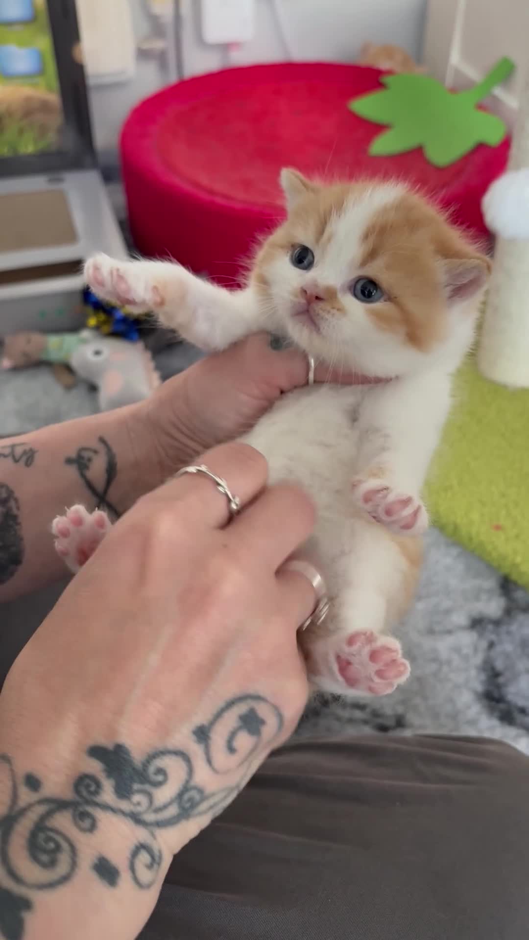 British Shorthair cats for sale: Beautiful Gccf registered bsh kittens  - Video 1