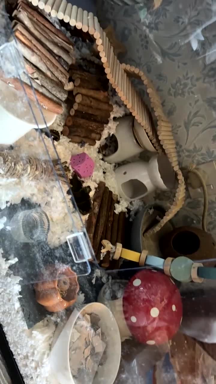 Hamster rodents for sale: Hamsters - Video 1