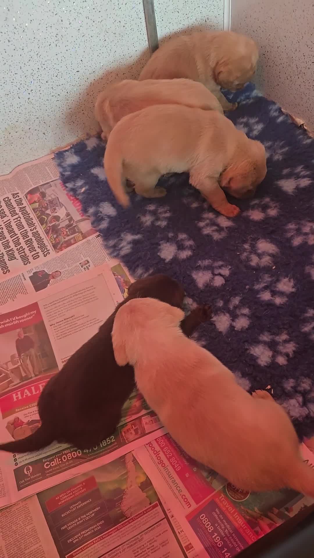 Labrador Retriever dogs for sale: Beautiful kc puppies from health tested parents  - Video 1