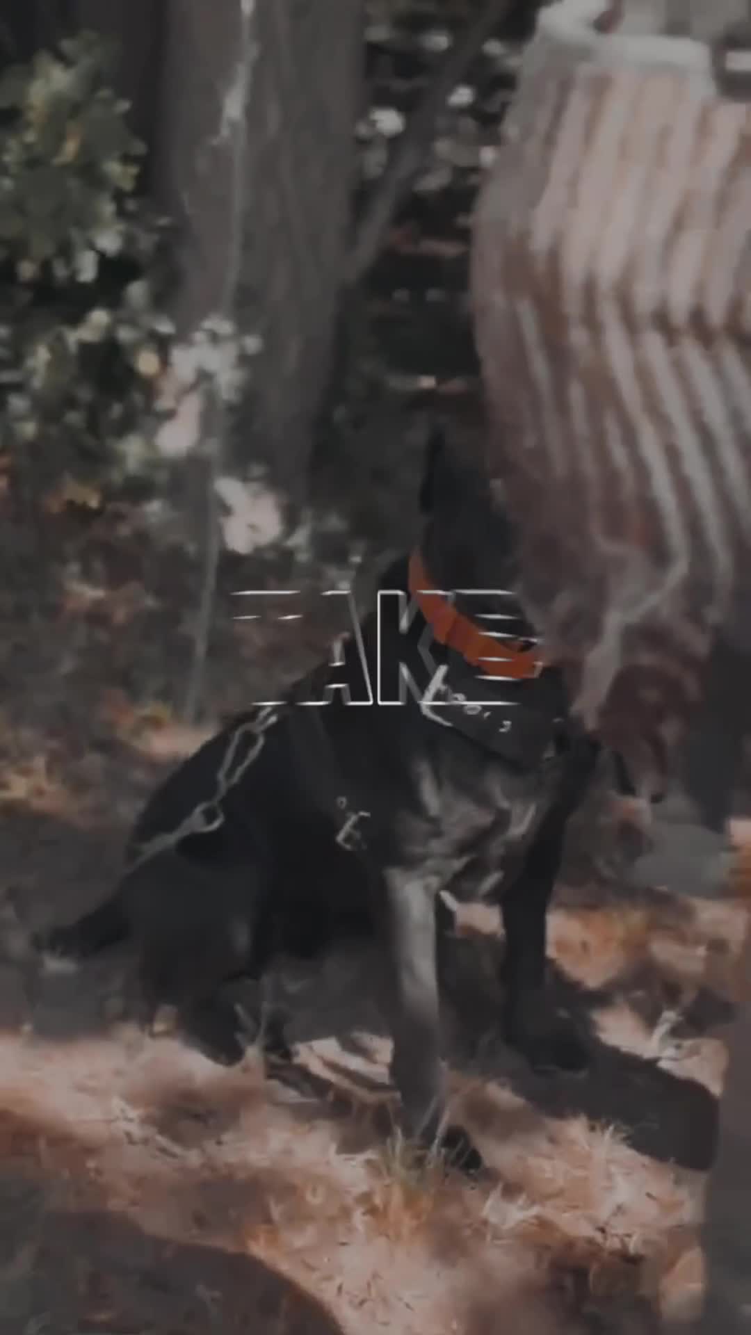 Cane Corso dogs for sale: Cane corso IKC/FCI  - Video 2