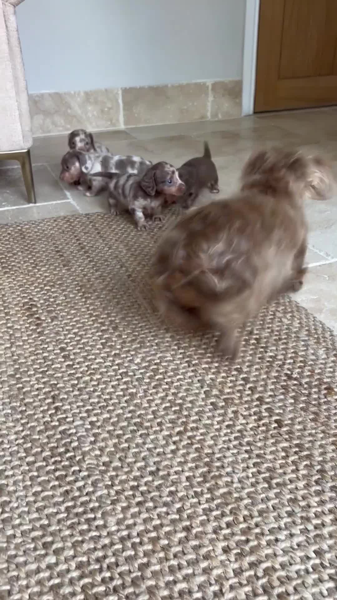 Miniature Dachshund dogs for sale: Stunning miniature long haired Dachshund’s  - Video 1