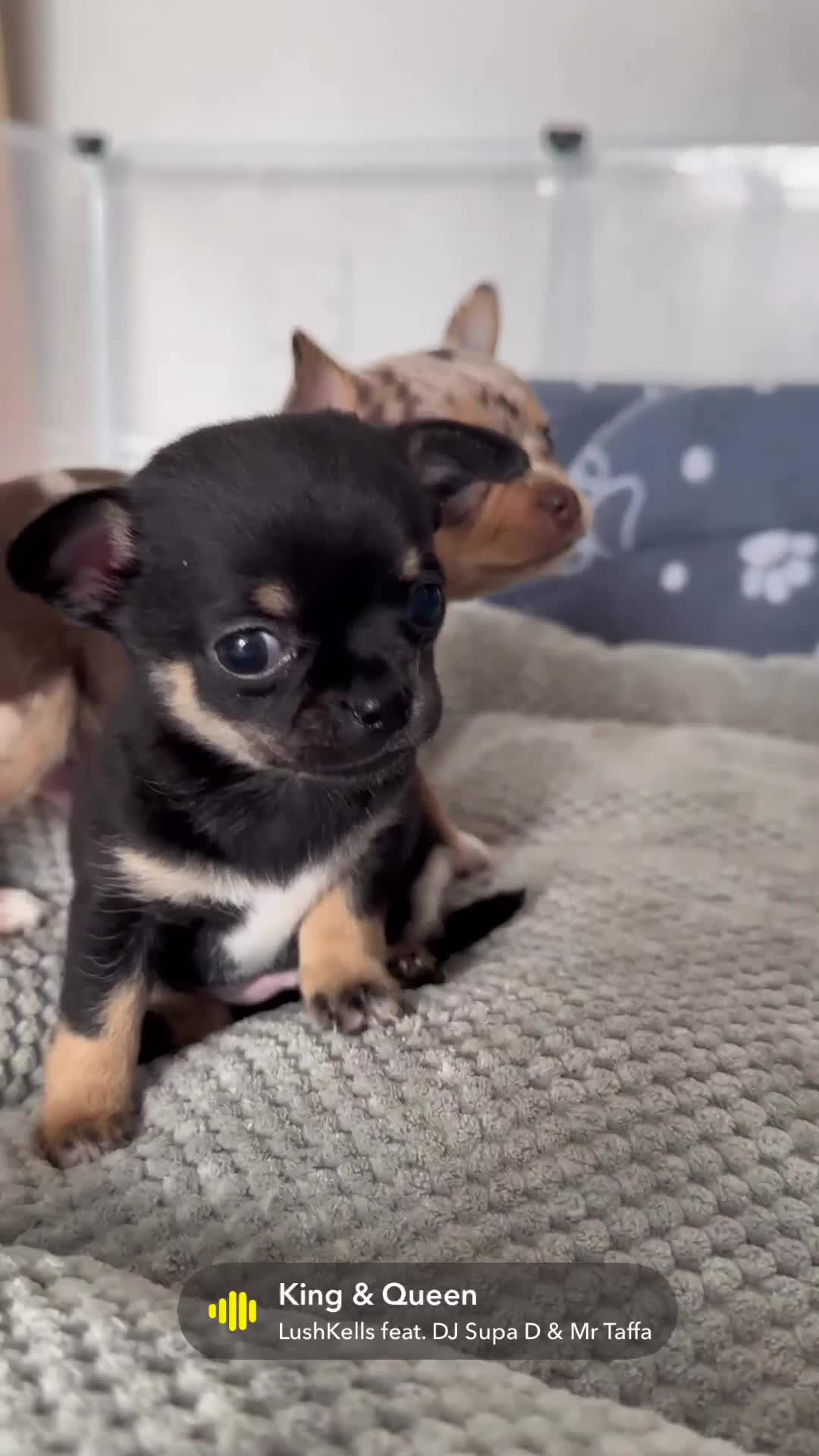 Chihuahua dogs for sale: Sweet Amy 🍬 - Video 1