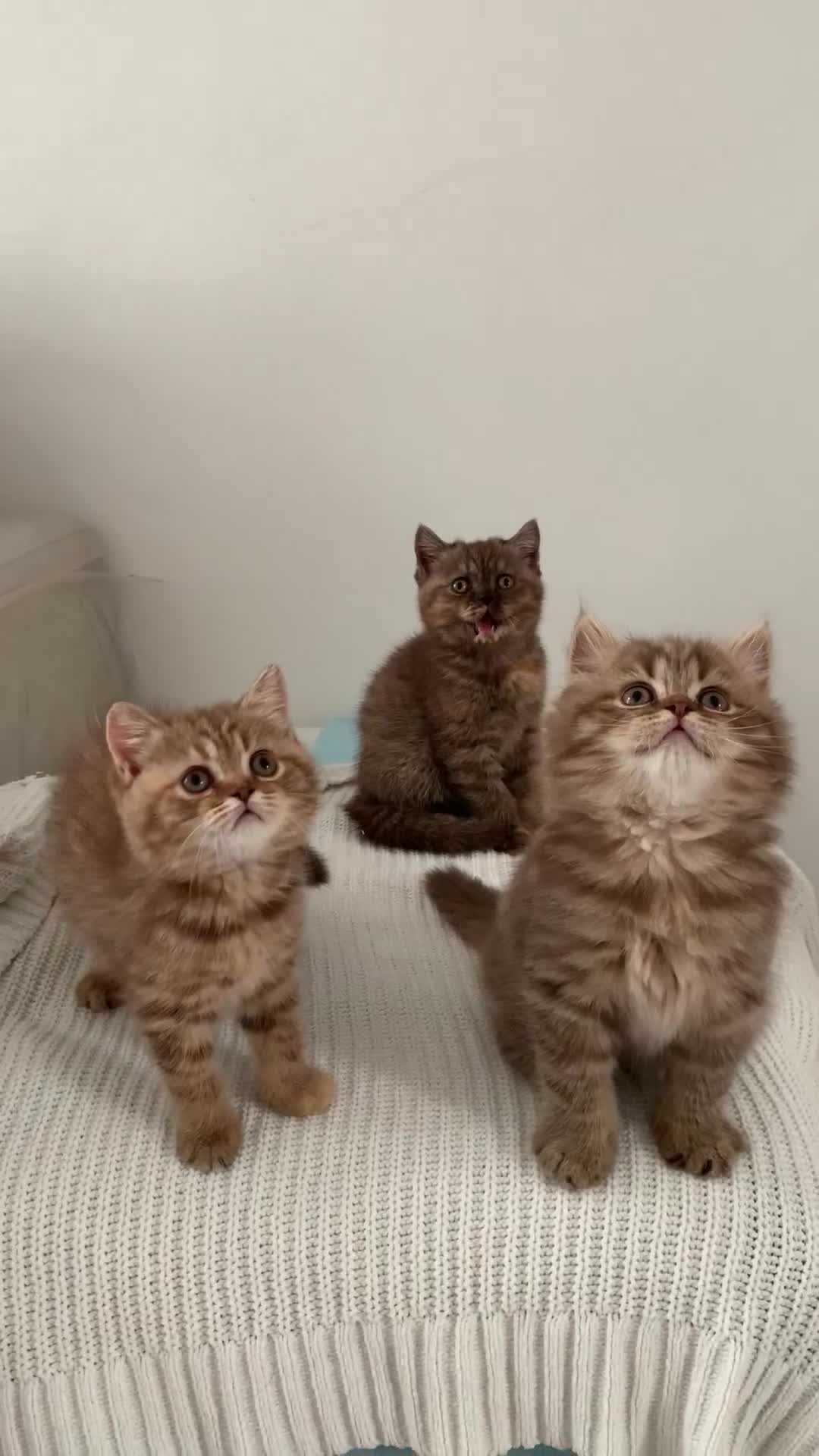 British Shorthair cats for sale: 🤎 TICA pedigree gingery tabby British shorthairs - Video 2