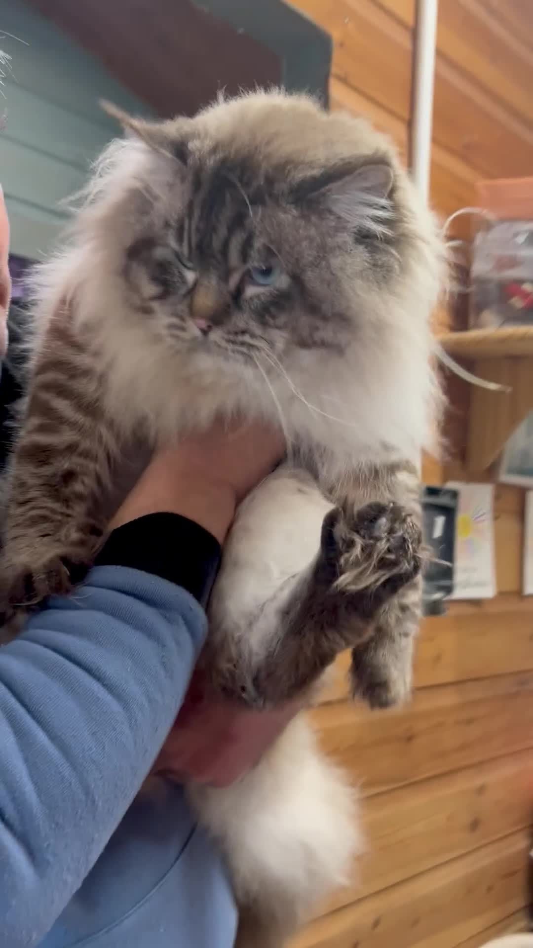 Ragdoll cats for stud: Stunning seal tabby point stud for selected queens in Manchester - Video 1