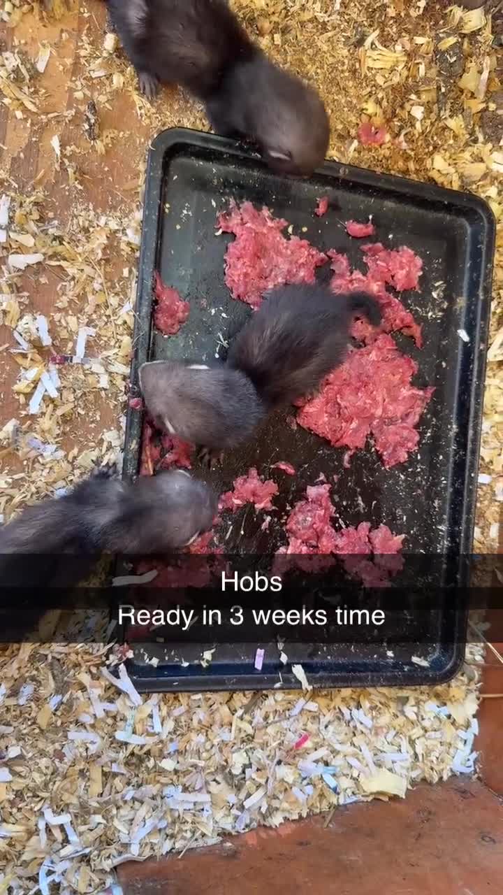 Mixed Breed reptiles for sale: Ferret kits  in Bishop Auckland - Video 1