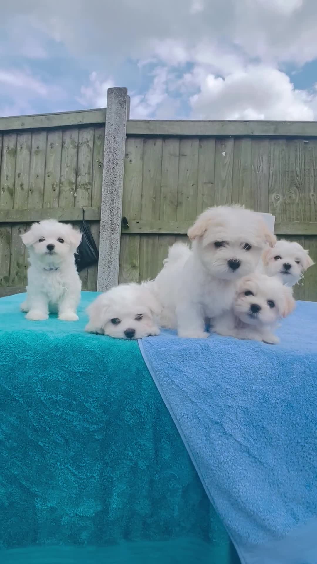 Maltese dogs for sale: Maltese -small size hypoallergenic-3 boys one girl - Video 3