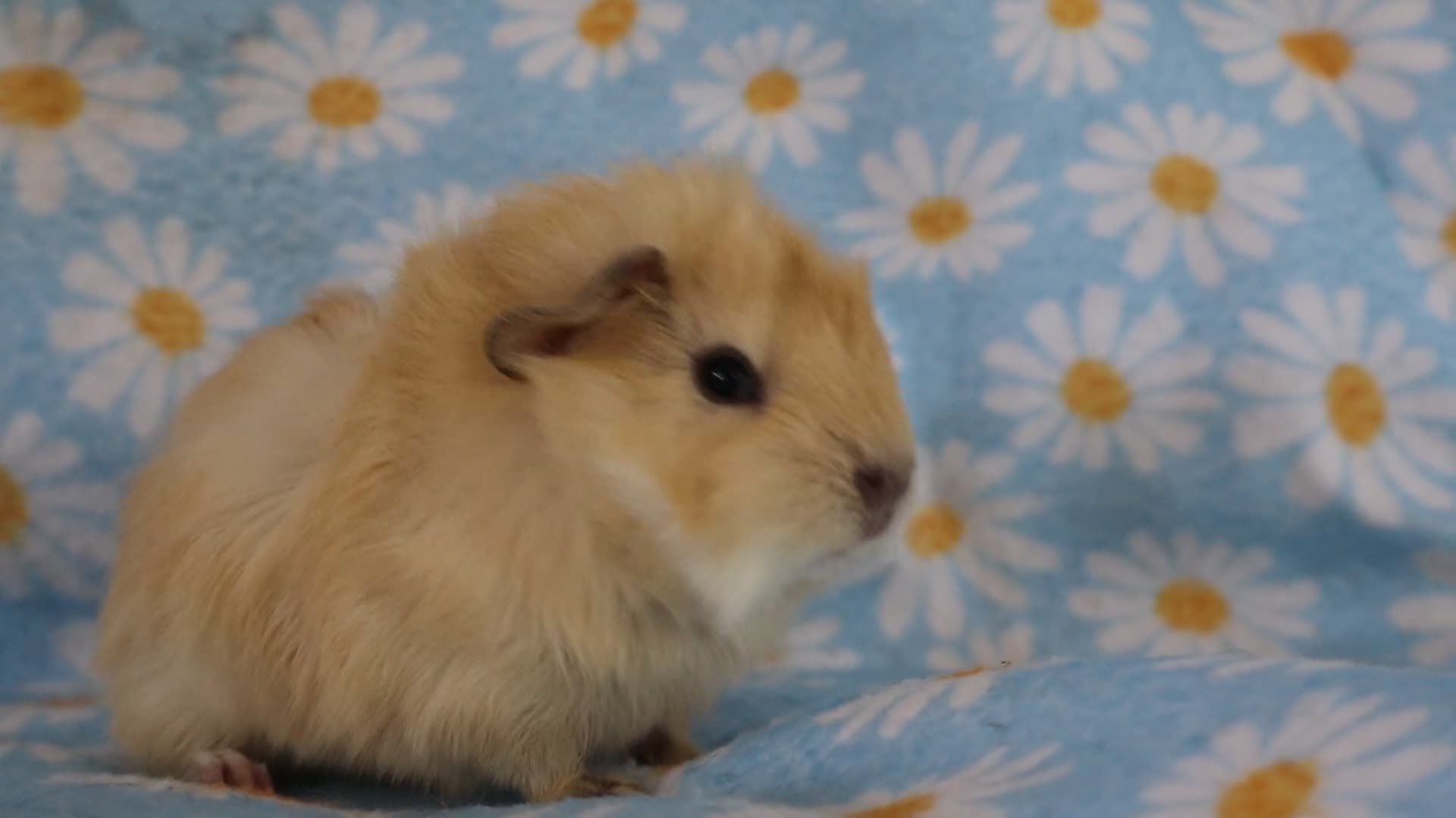 Guinea Pig rodents for sale: A tiny bundle of squeaks and love! - Video 2