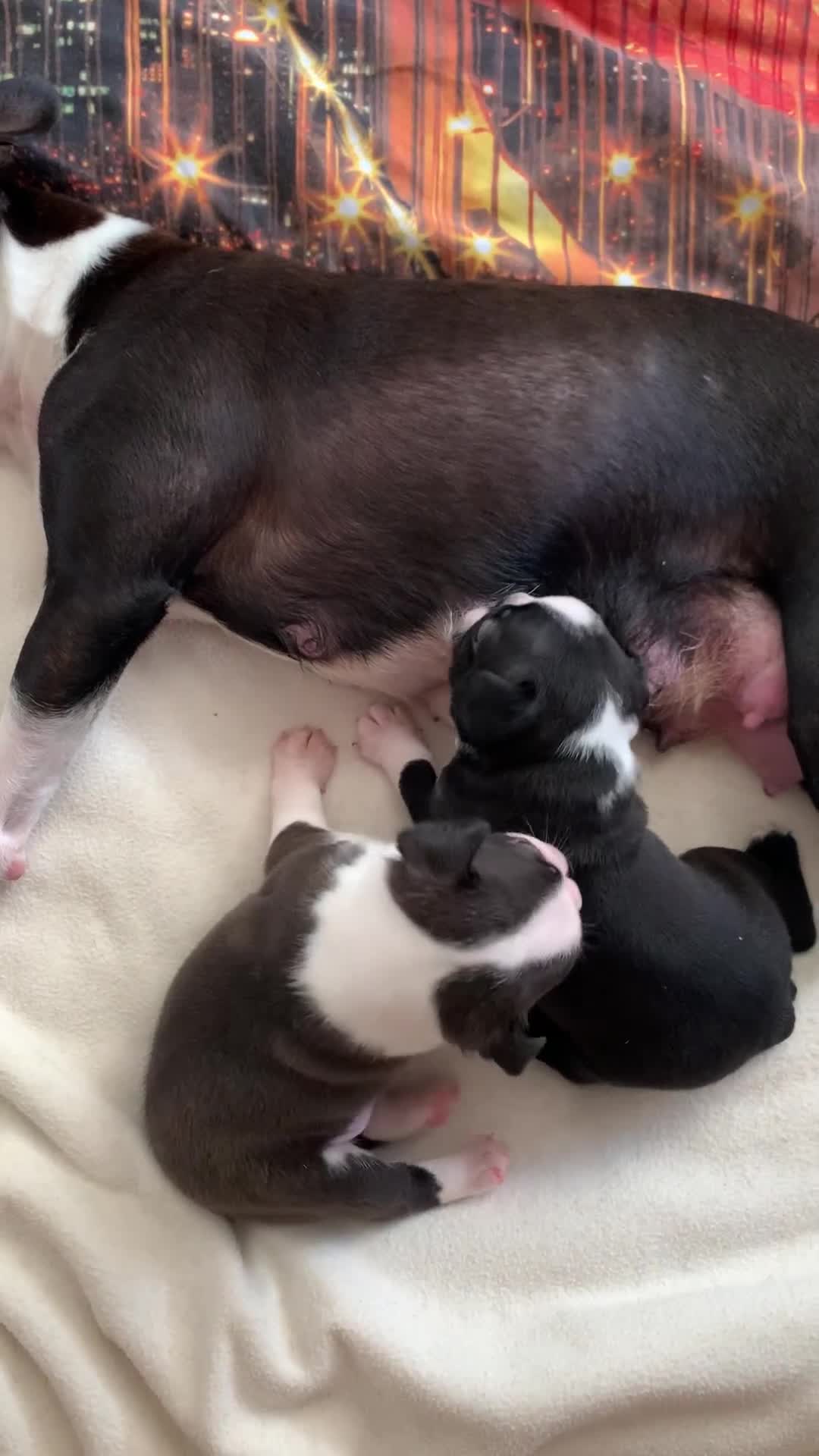 Boston Terrier dogs for sale: KC Registered 🐕❤️🏠 Puupy 🐕💙🏠Boston Terrier  - Video 2