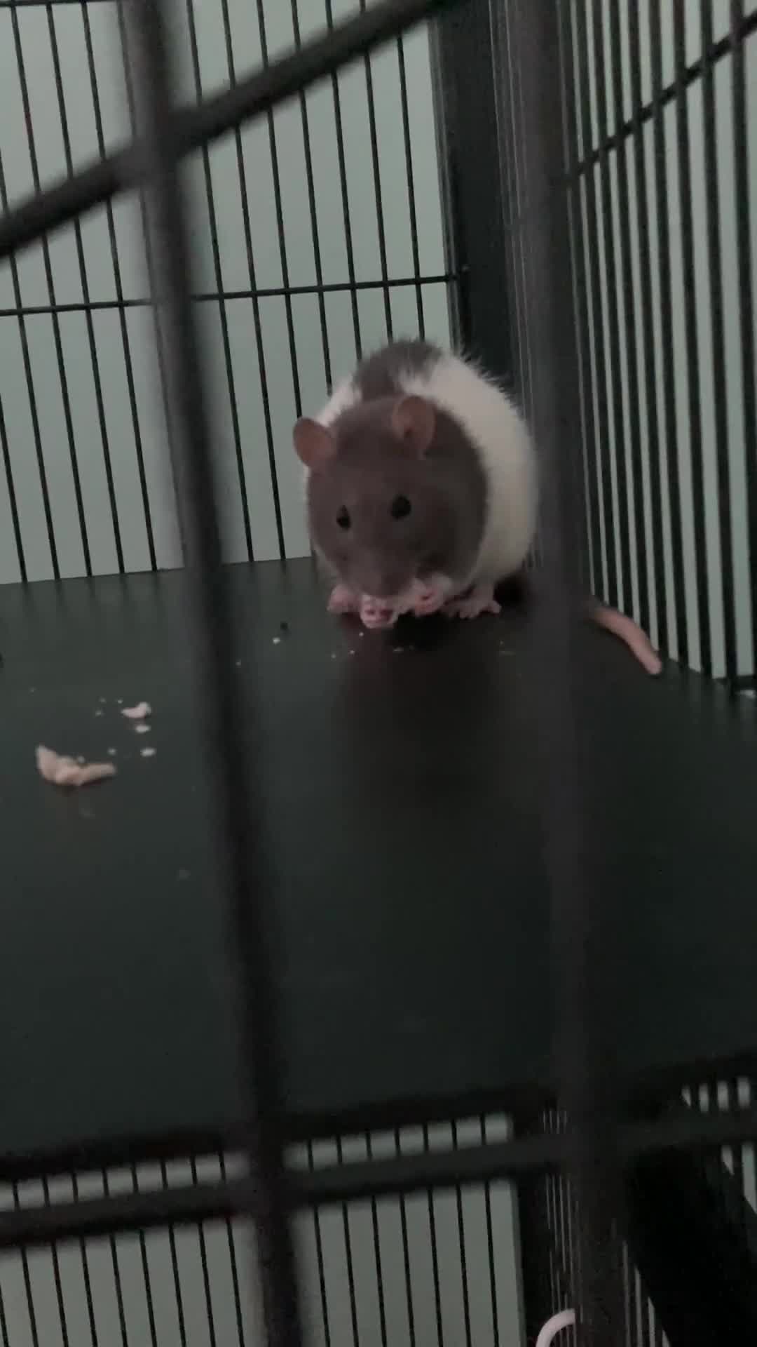 Rat rodents for sale: 2 female rats free to a good home - Video 1