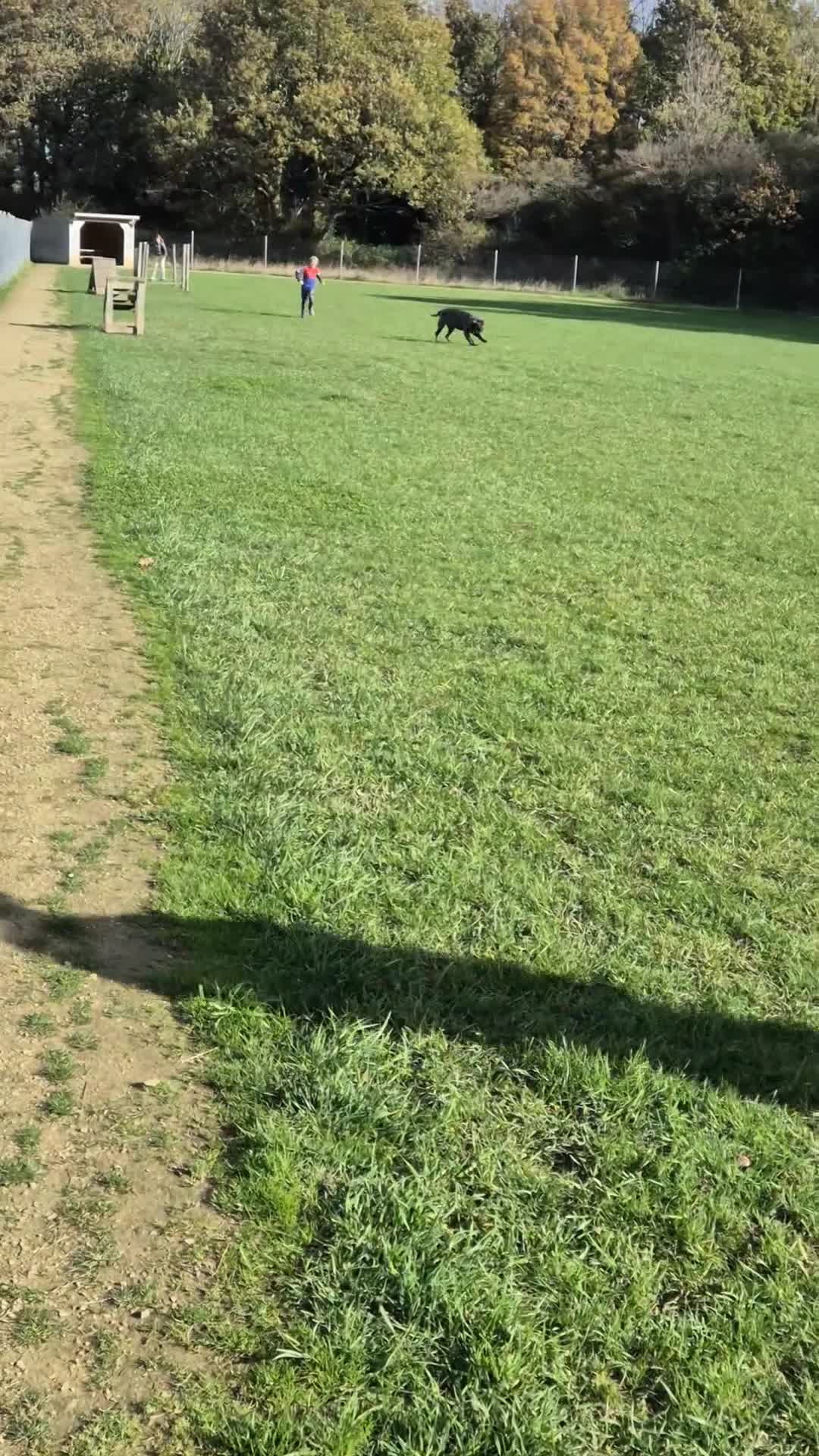 Neapolitan Mastiff dogs for sale: 2 year old Neopolitan mastiff  - Video 1