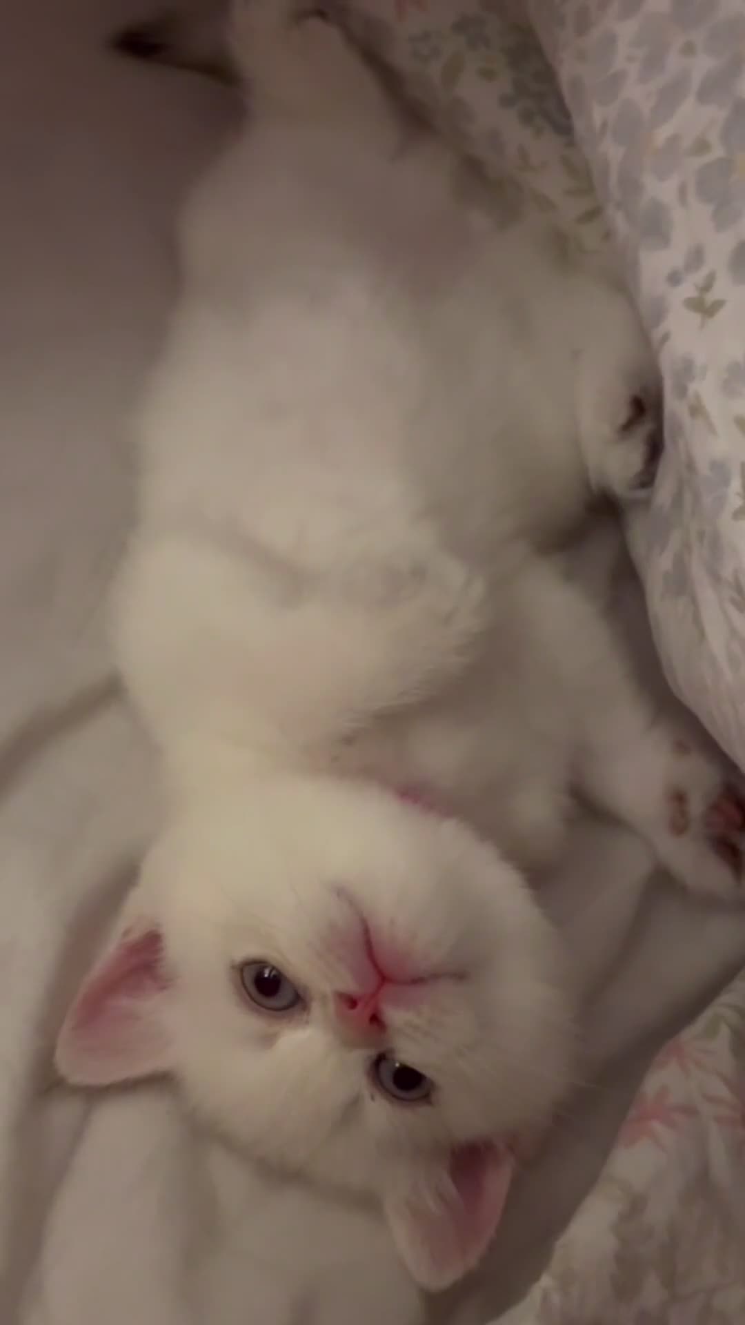 British Shorthair cats for sale: Stunning GCCF Gold/Silver Tipped BSH Kittens - Video 3