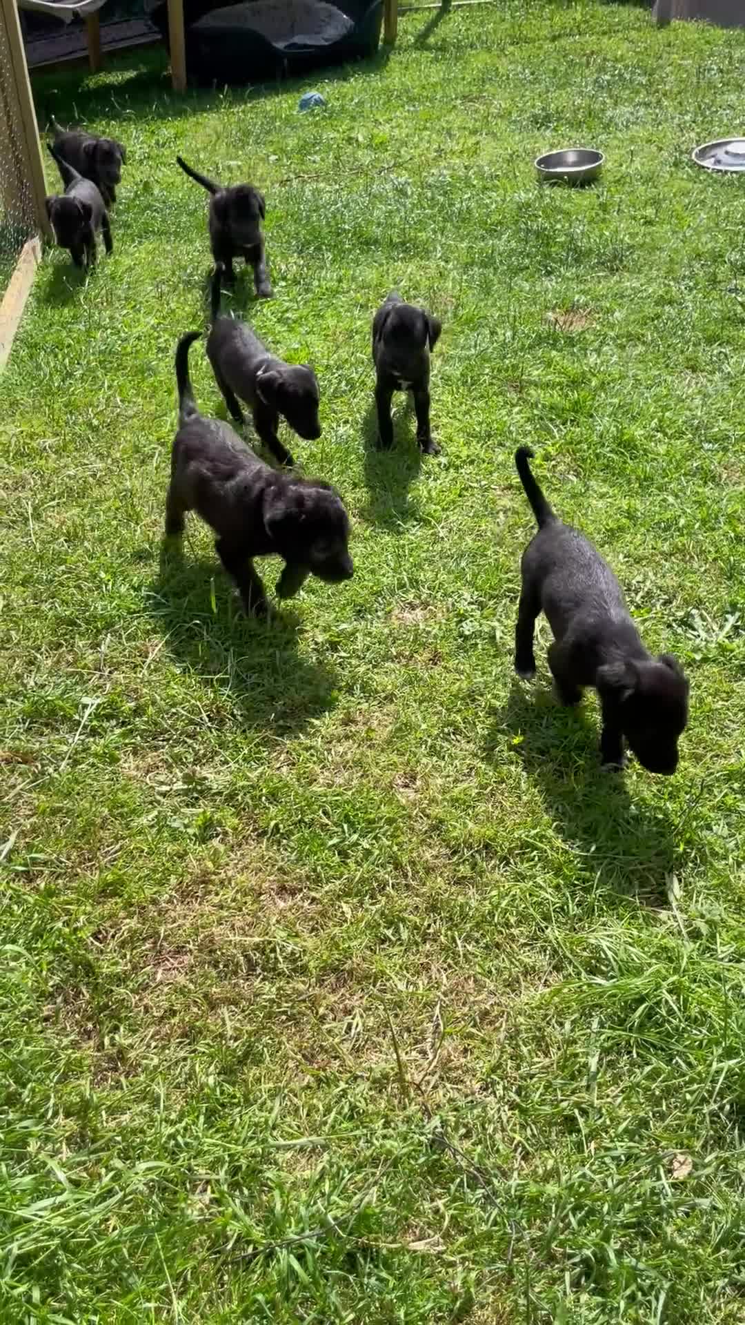 Mixed Breed dogs for sale: Bedlington/Whippet x Bedlington pups in Umberleigh - Video 2