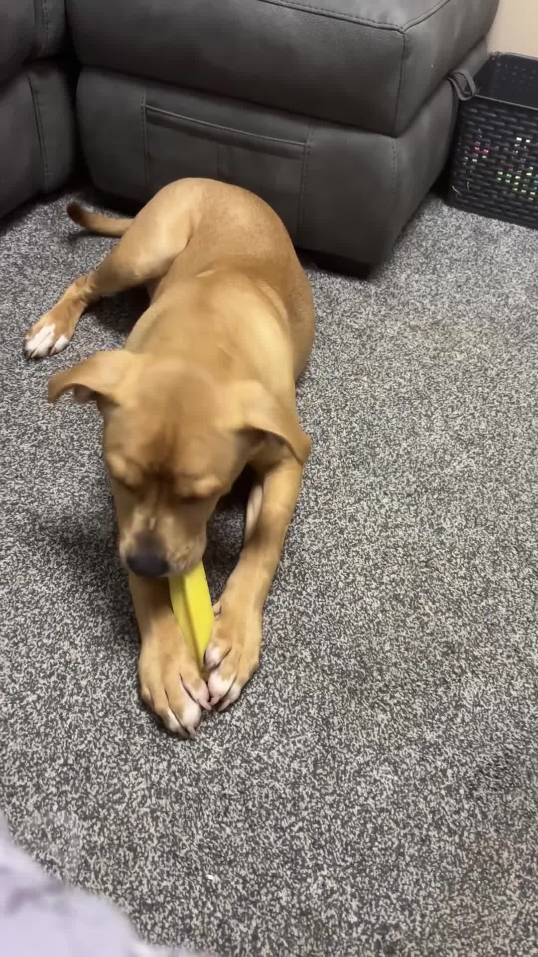 Mixed Breed dogs for sale: 6month old staffy - Video 1