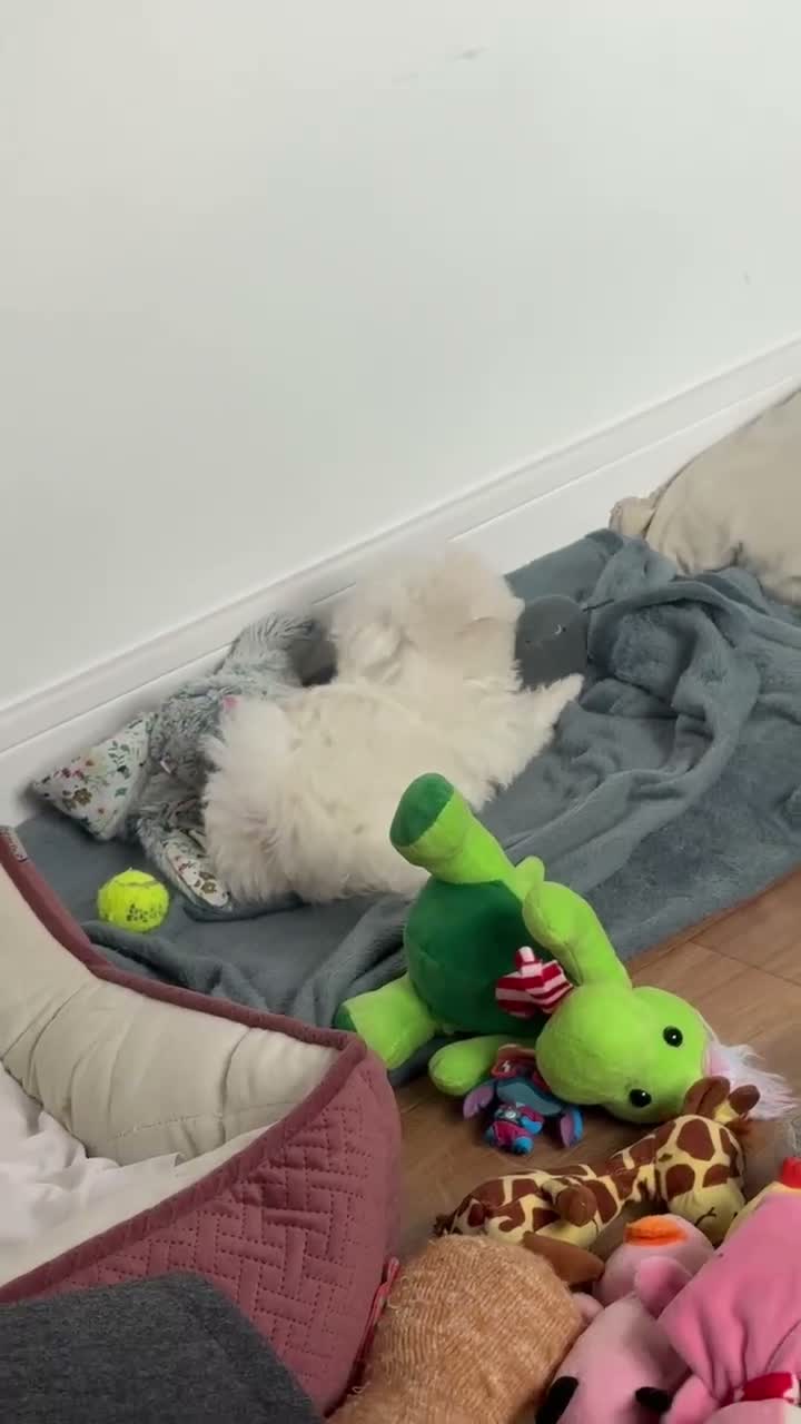 Maltese dogs for stud:  Maltese boy is available for stud. in Tonbridge - Video 1