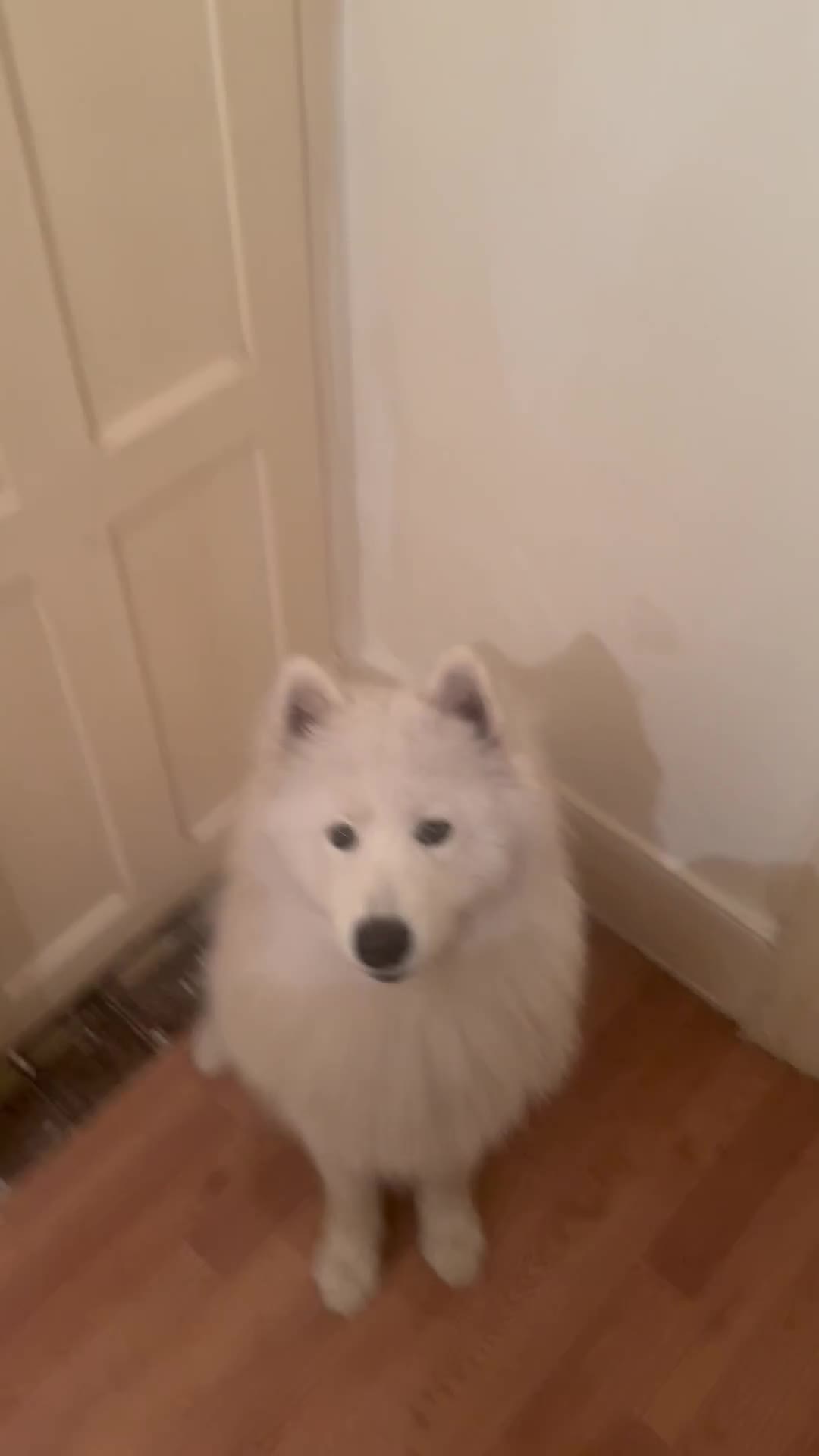 Samoyed dogs for sale: URGENT Male Samoyed 11 months old - Video 1