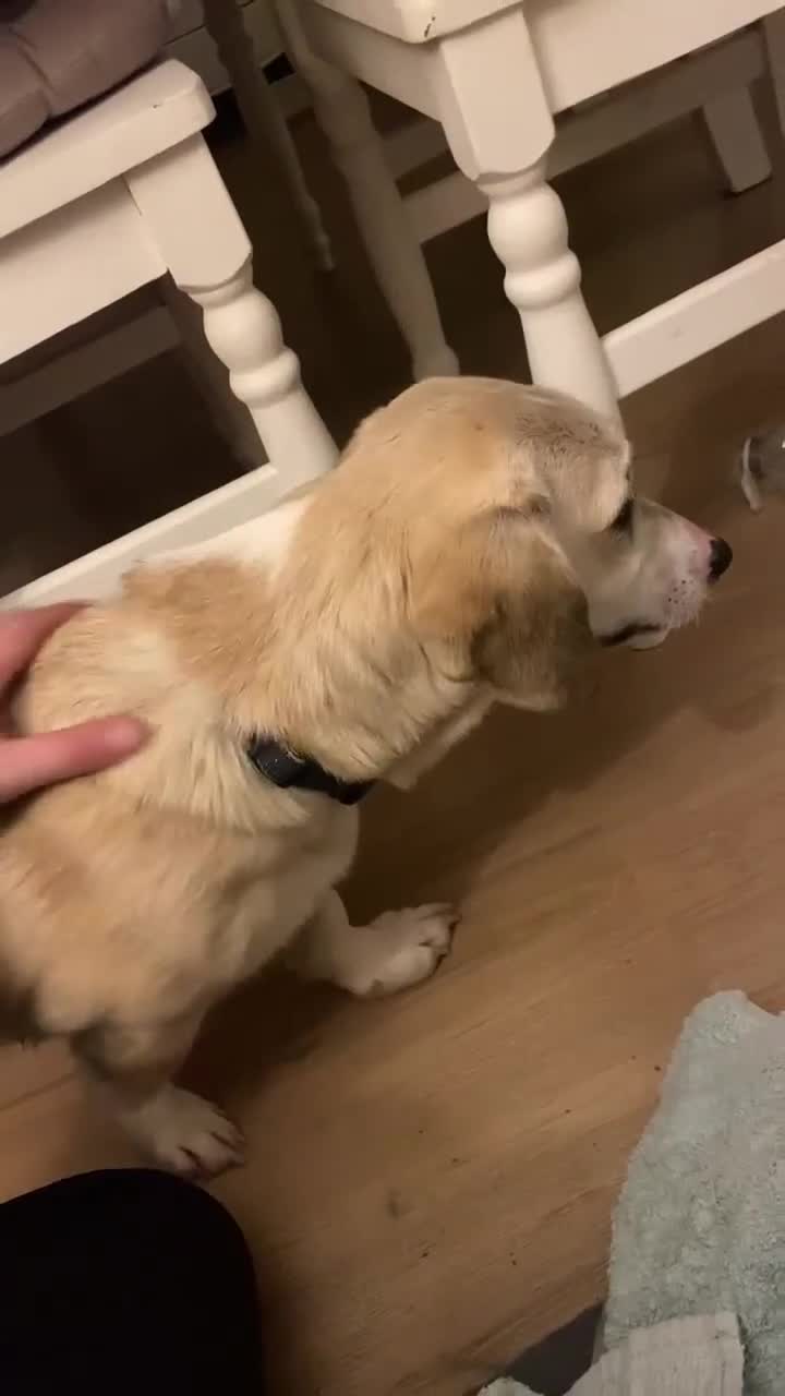 Mixed Breed dogs for adoption: MAE   - Video 1