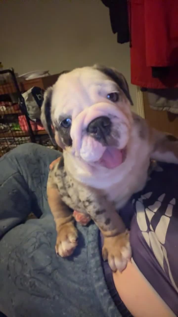 Olde English Bulldogge dogs for sale: Old English bulldog pups fluffy carriers❤️ - Video 1