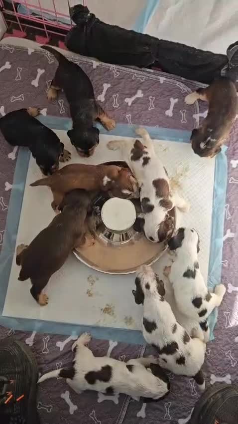 Cocker Spaniel dogs for sale: Quality Sable Show Cocker spaniel Puppies - Video 3