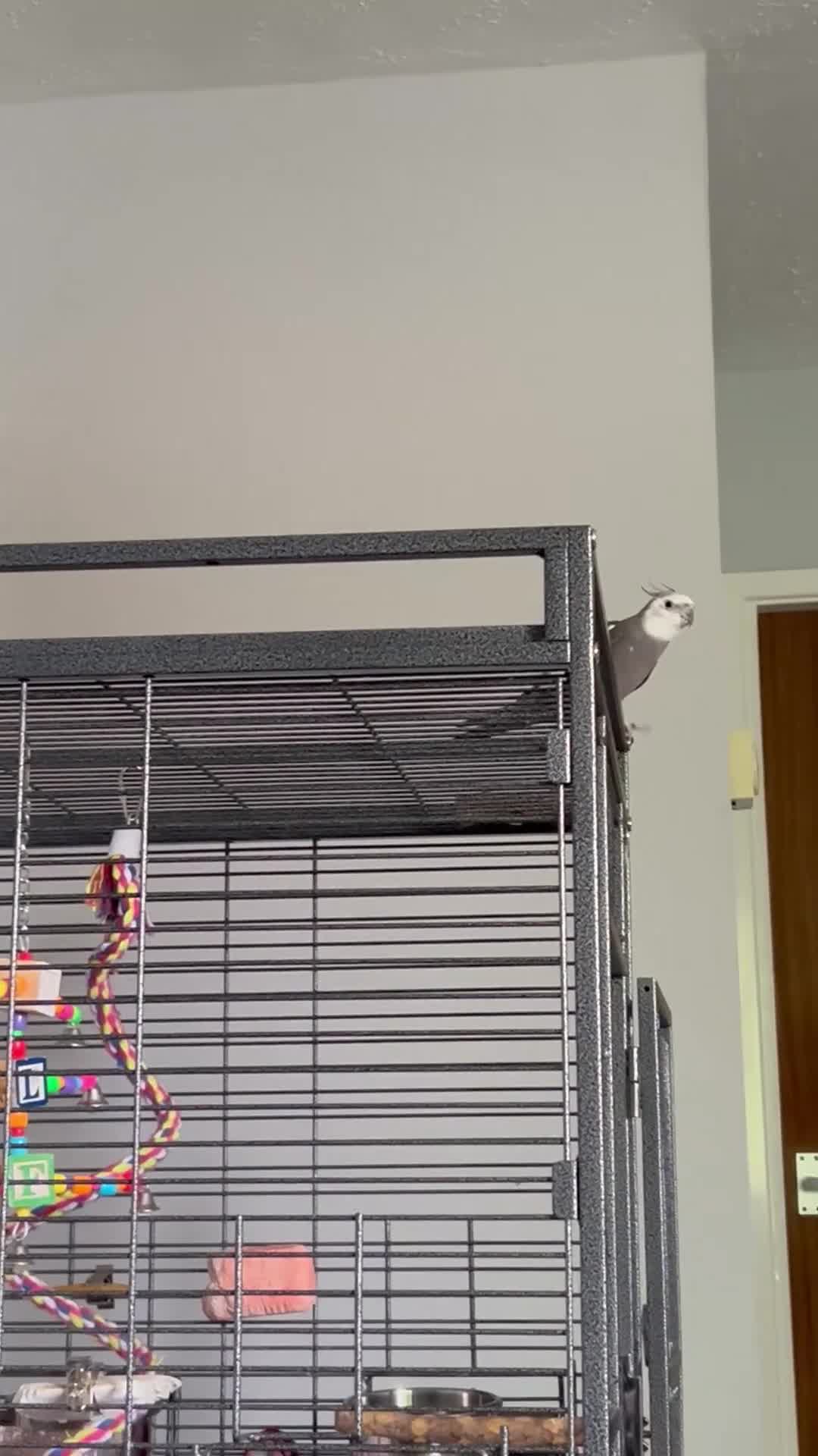 Cockatiels birds for sale: Male White Face Cockatiel  in Preston - Video 2