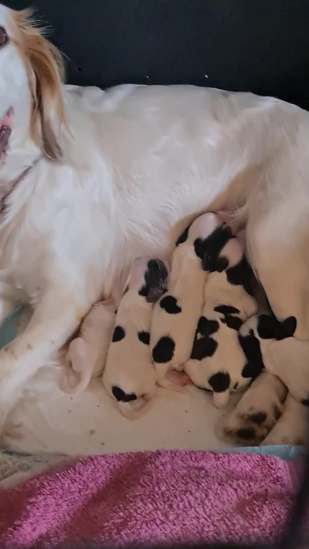 Cocker Spaniel dogs for sale: Cocker spaniel puppies due  - Video 1