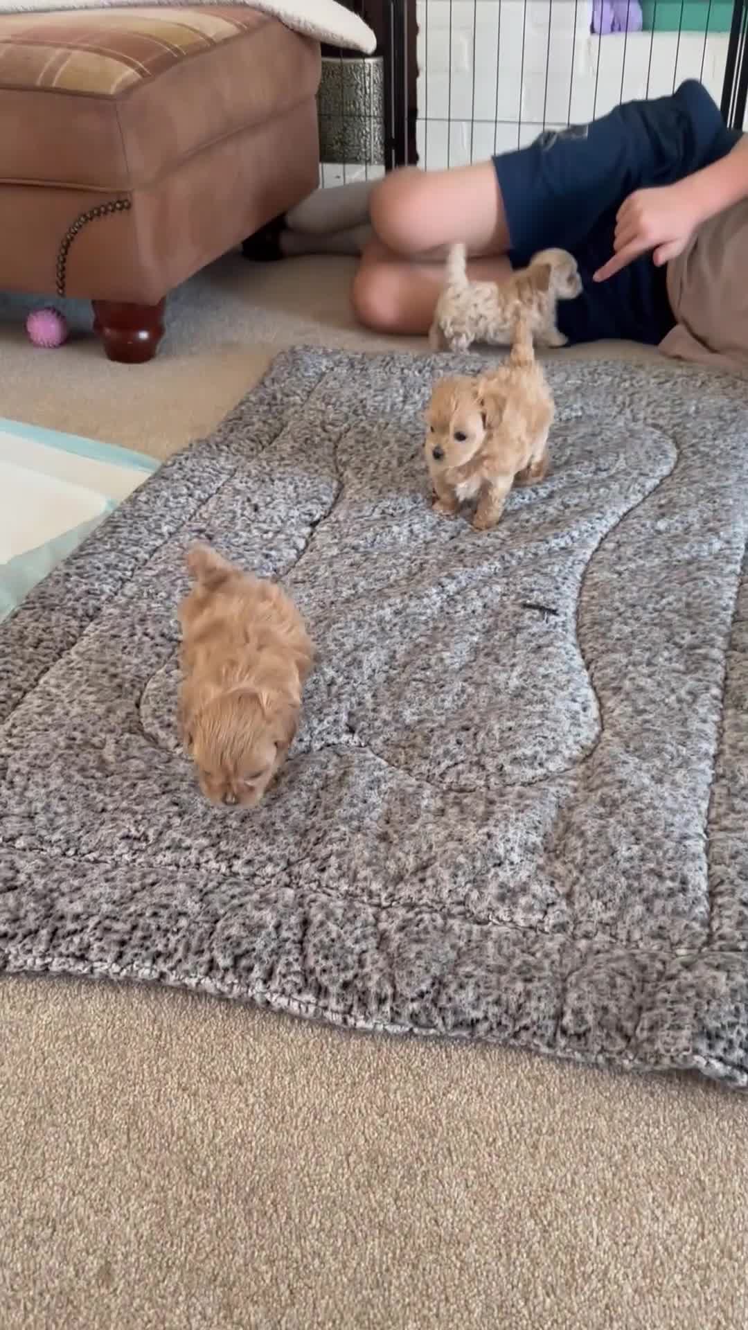 Maltipoo dogs for sale: Just 1 tiny girl left! Asian Maltipoos ❤️ in Grays - Video 2