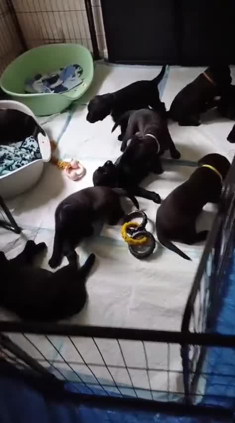 Labrador Retriever dogs for sale: Labrador puppies (ONLY now 2 left) - Video 1