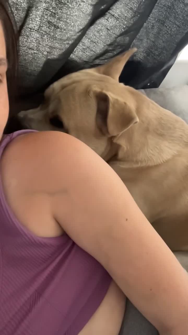 Mixed Breed dogs for sale: rex cane corso - Video 5