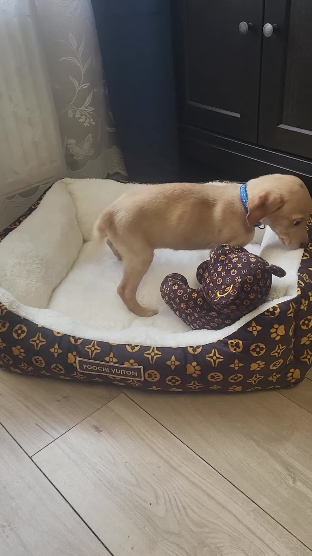 Labrador Retriever dogs for sale: KC registered Labrador Retriever puppies - Video 1