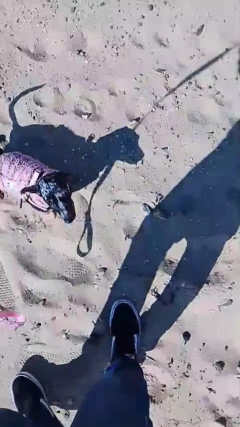 Miniature Dachshund dogs for sale: Dapple mini dachshund & long haired daxi cross - Video 2