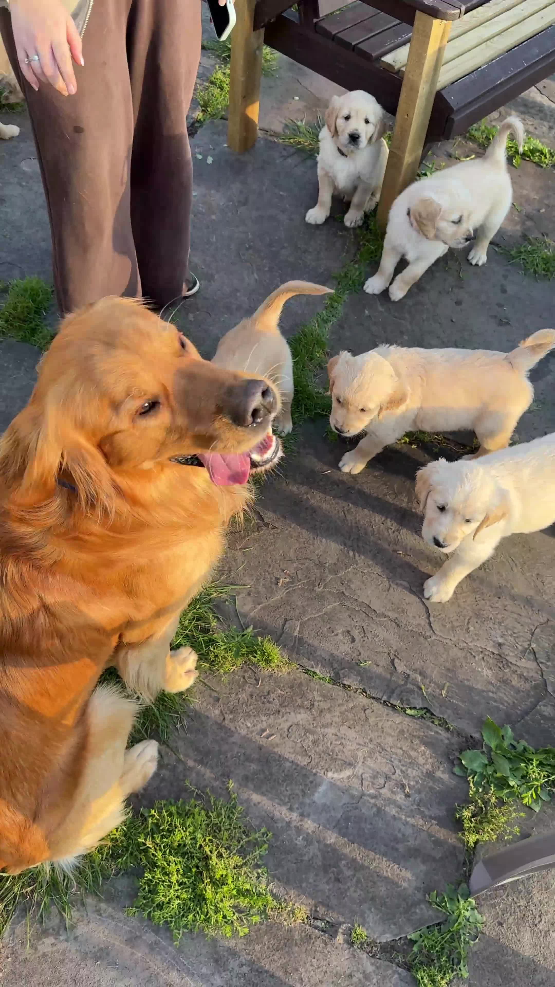 Golden Retriever dogs for stud: HANDSOME DARK GOLDEN RETRIEVER STUD-PICK OF LITTER - Video 2