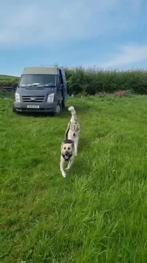 Mixed Breed dogs for adoption: JACK FOR ADOPTION OR FOSTER IN CORNWALL OR DEVON - Video 1