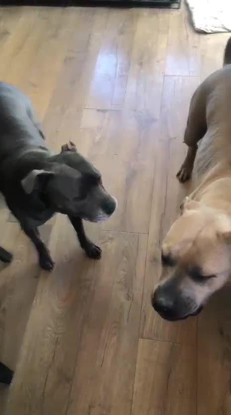 Mixed Breed dogs for sale: Luna 4 year Staffy cross  - Video 1