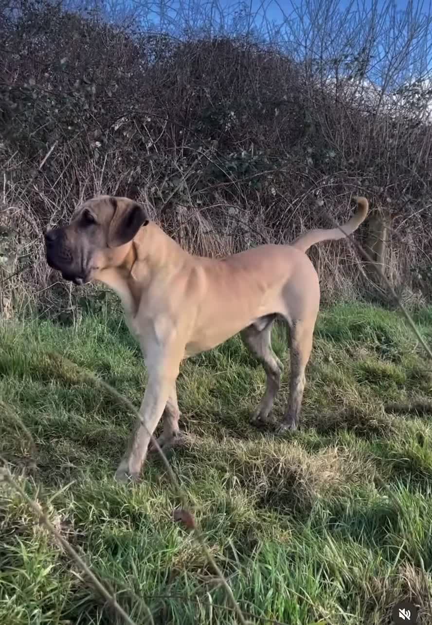 Presa Canario dogs for sale: Full Pedigree Presa Canario boy  - Video 1