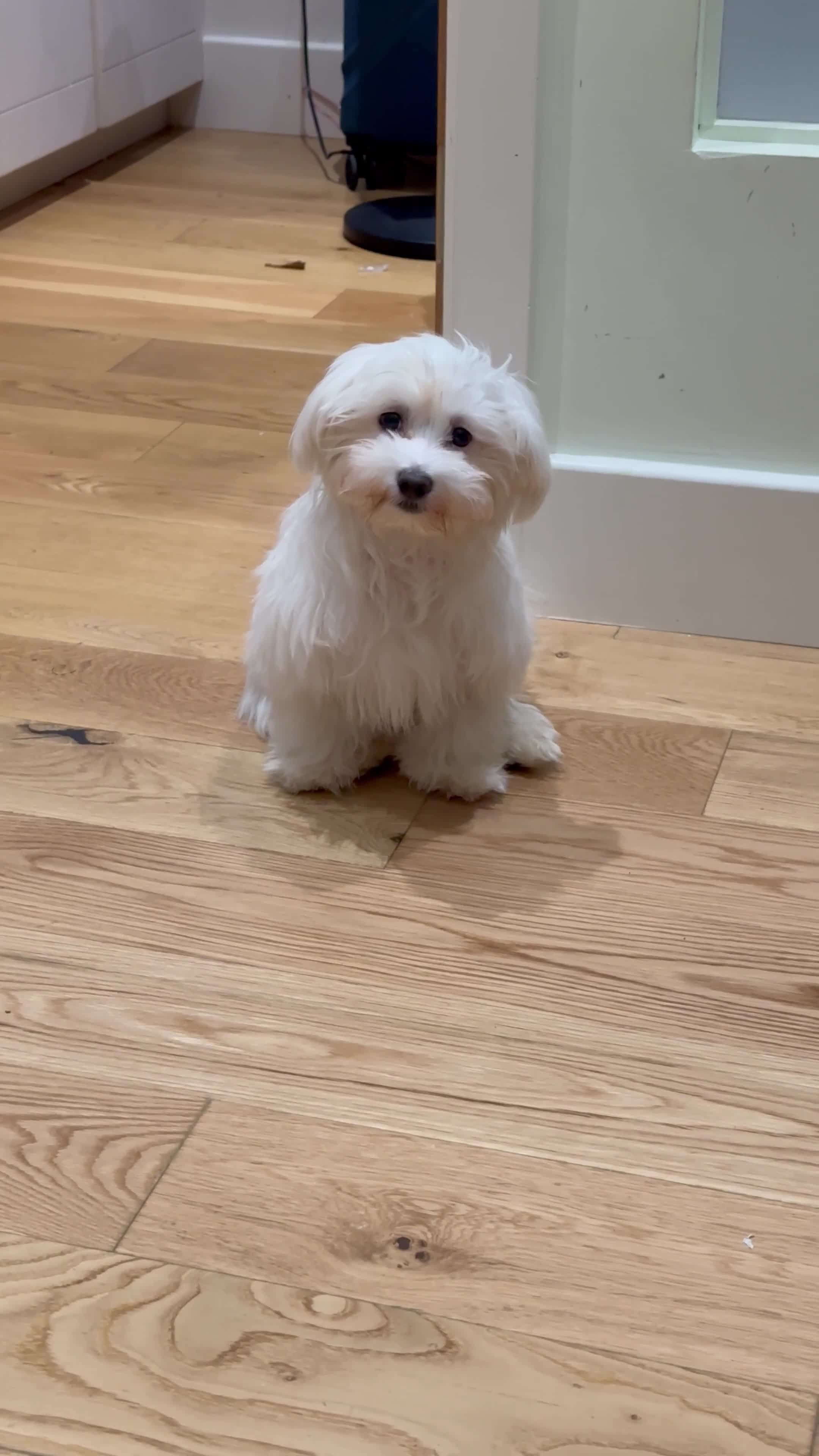 Maltese dogs for sale: URGENT ! maltese girl looking for new home  - Video 2