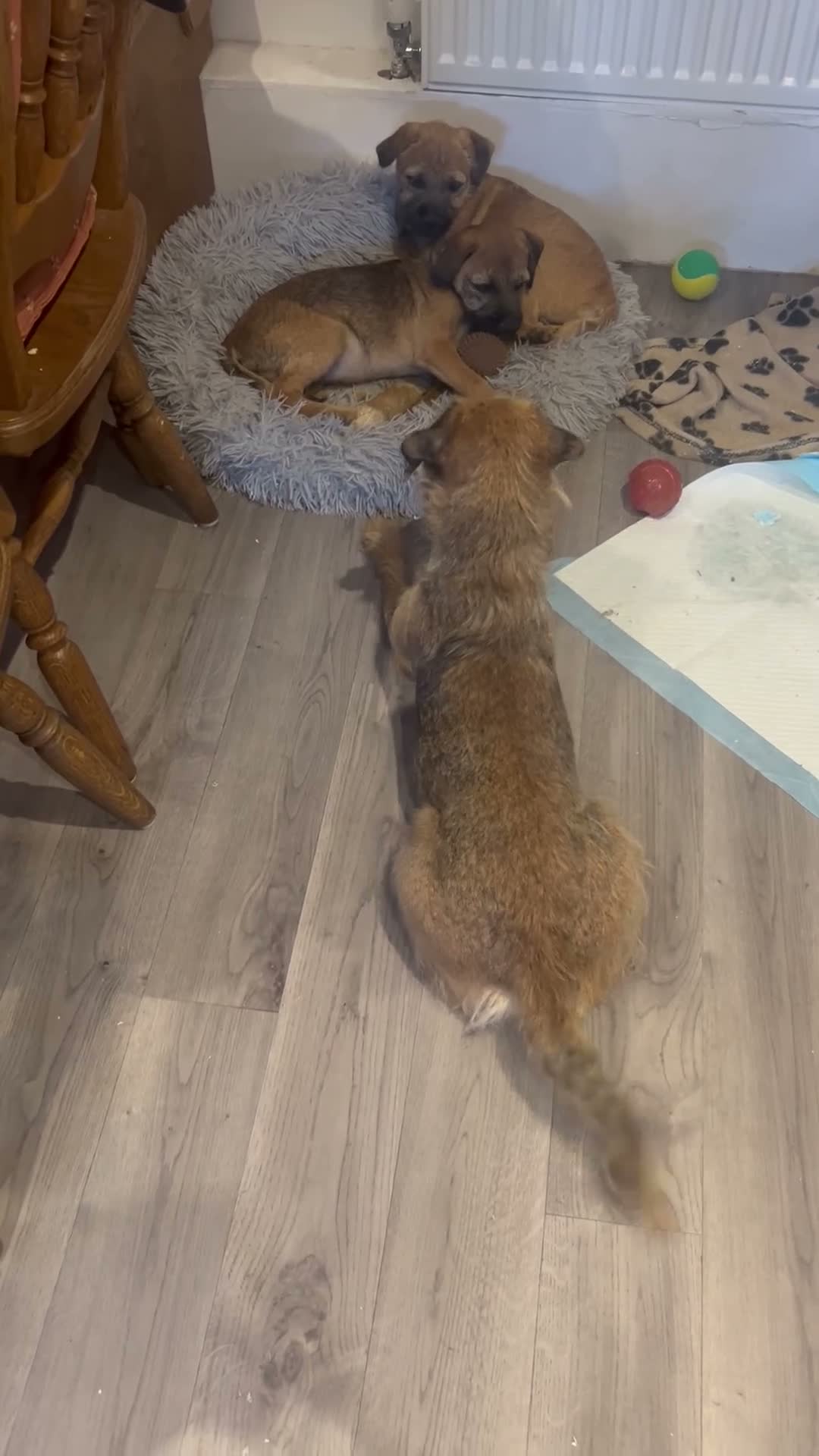 Border Terrier dogs for sale: Border Terrier in Bordon - Video 2