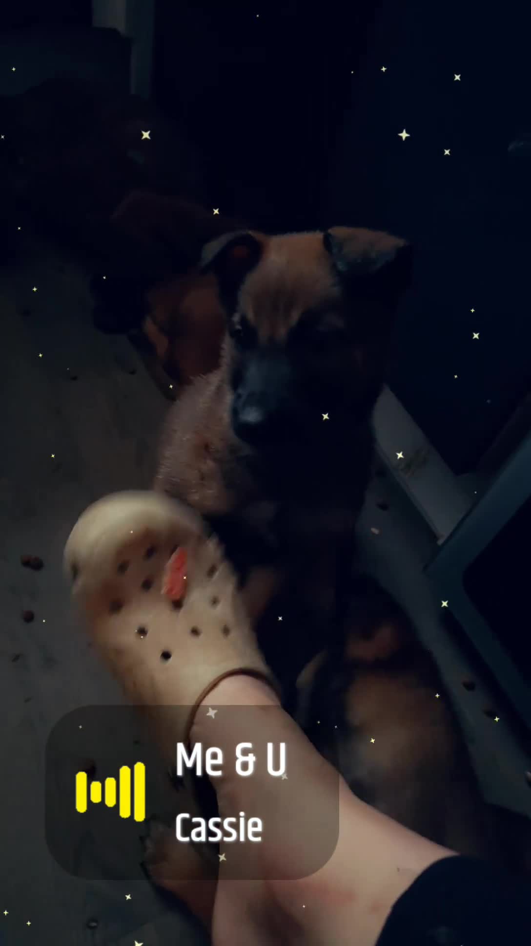 Belgian Shepherd Dog dogs for sale: Belgium shepherd puppies ready to leave now - Video 1