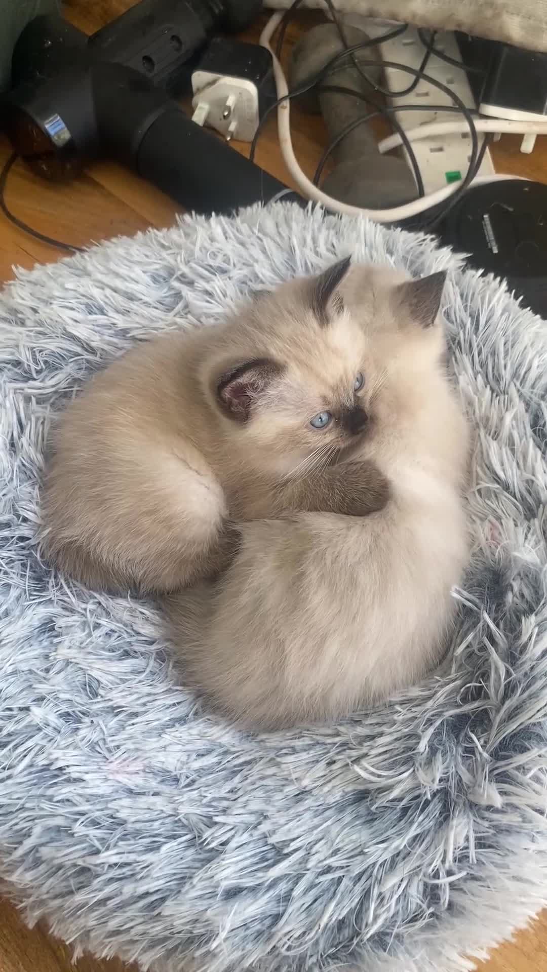 Ragdoll cats for sale: Half rag doll for sell  - Video 4