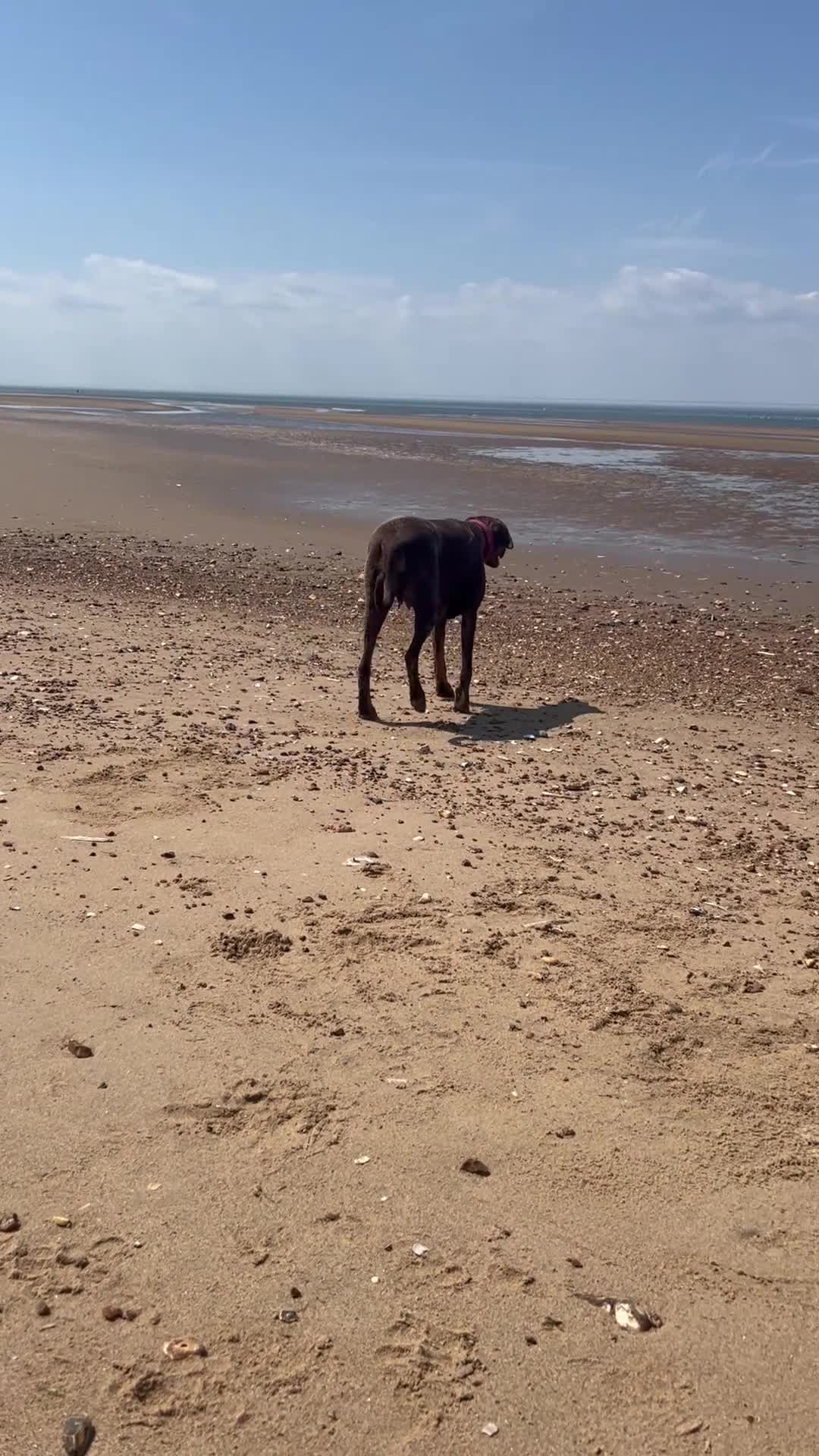 Dobermann dogs for sale: KC Registered Doberman Puppies 🐾 - Video 1