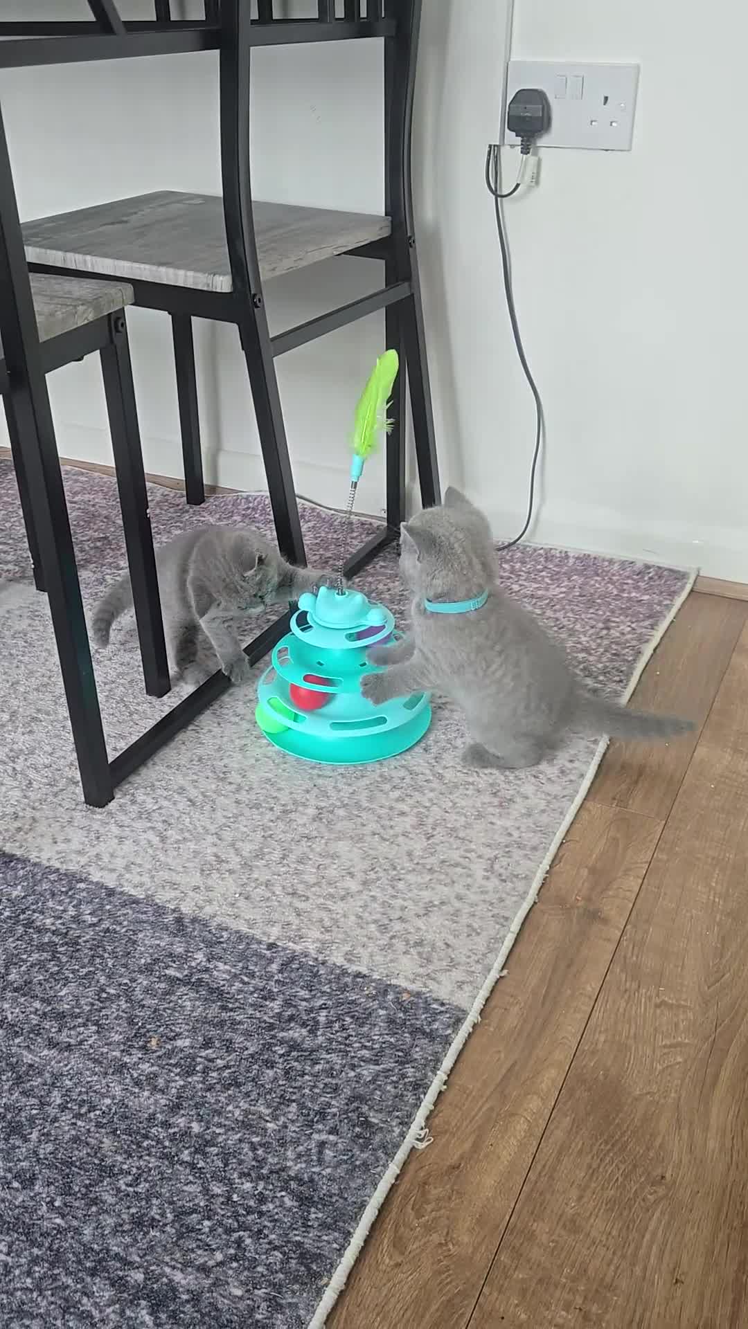 British Shorthair cats for sale: 3 little boys 🐈🐈 in Dagenham - Video 1