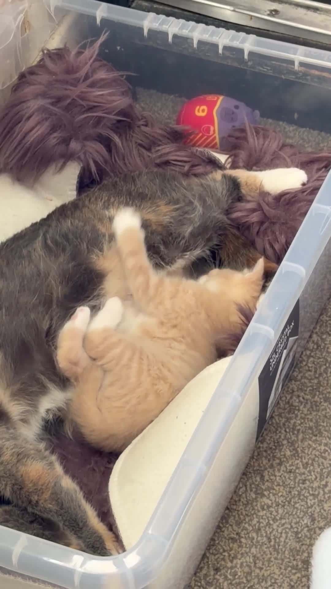 Mixed Breed cats for sale: 1 kitten for sale  - Video 2
