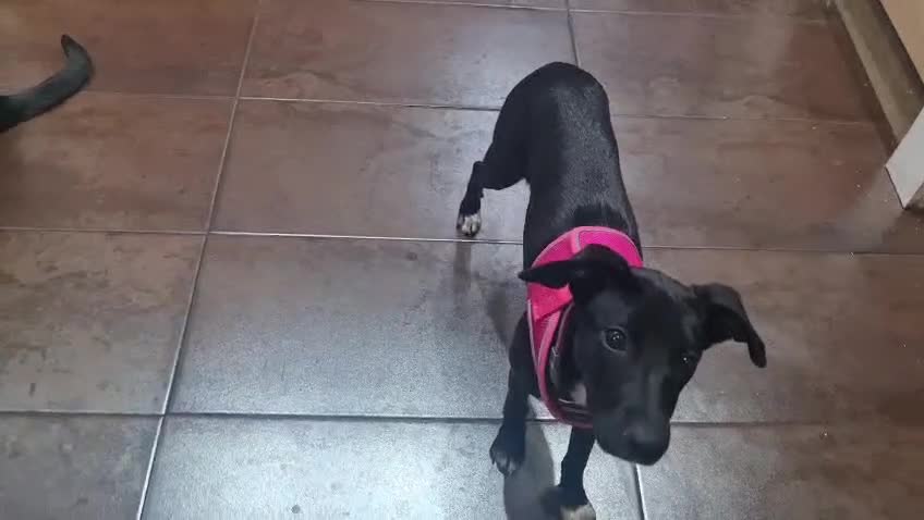 Mixed Breed dogs for sale: Lovely Mini is looking for her forever home  - Video 2