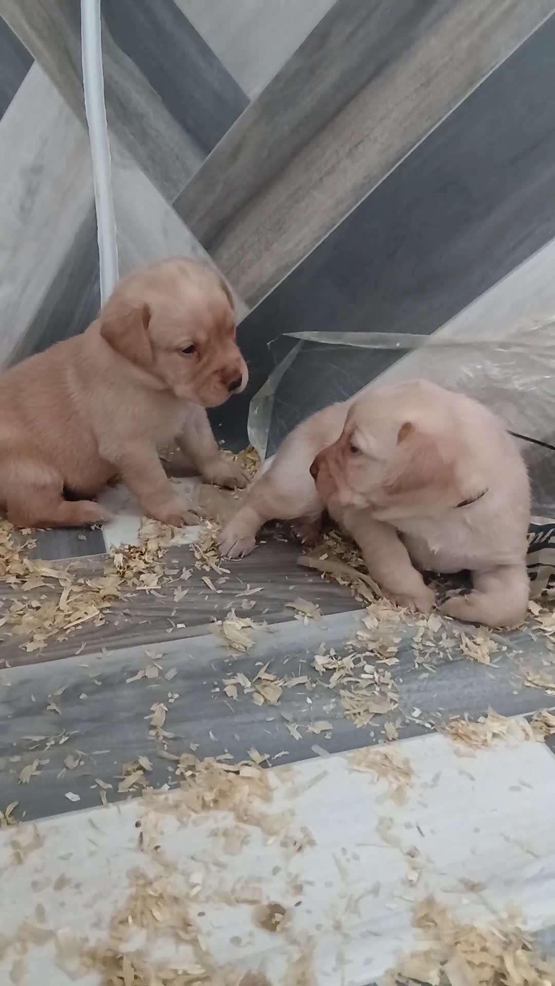Labrador Retriever dogs for sale: Chunky labrador puppies  - Video 1